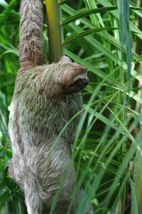 RTW0210  Three toed Sloth climbing palm